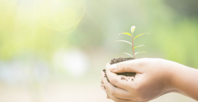 Quelle est la signification de l’arbre de vie ?
