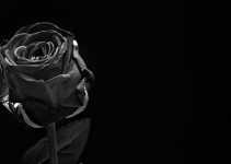Connaissez-vous les roses éternelles noir ?