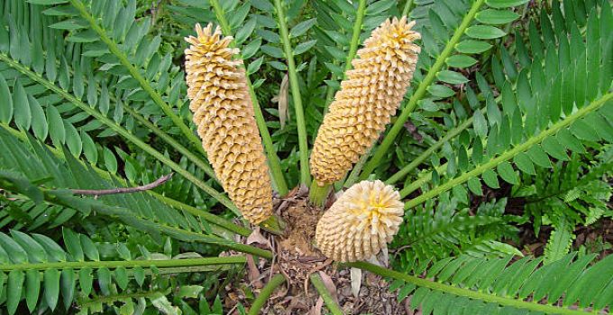 Les bienfaits du pollen de palmier